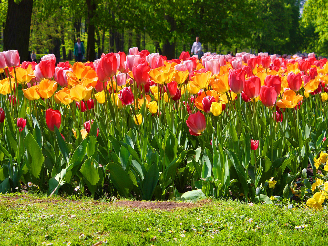 Saski-Park