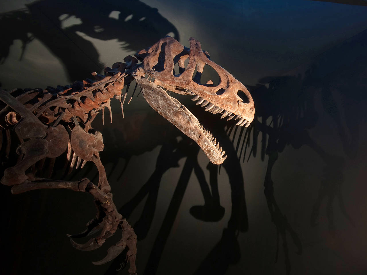 Foto Evolutionsmuseum