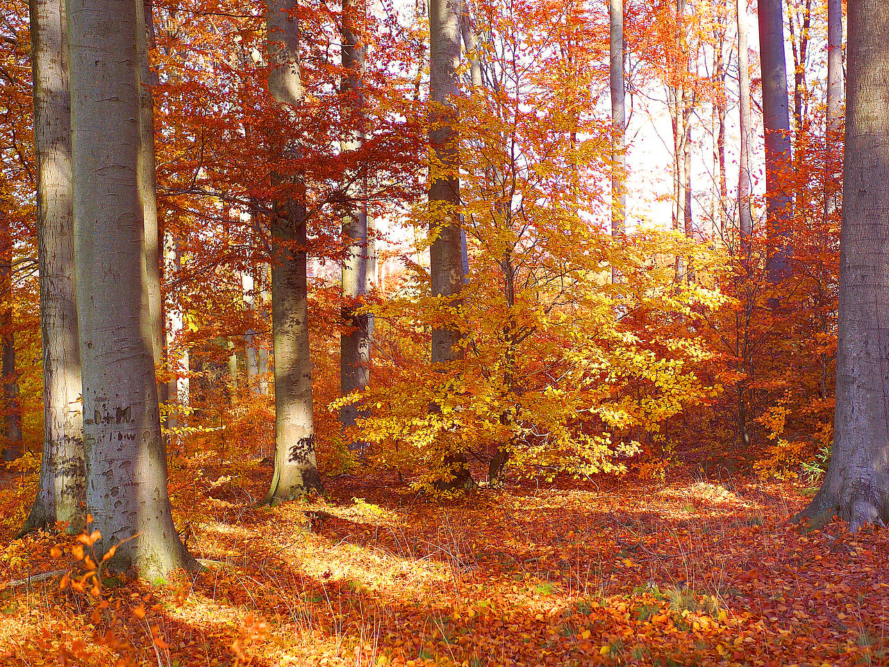 Fotos Traugutt-Park