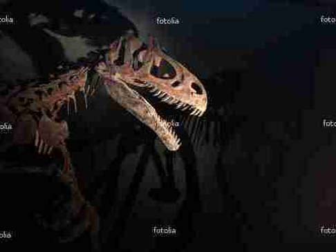 Foto Evolutionsmuseum - Warschau