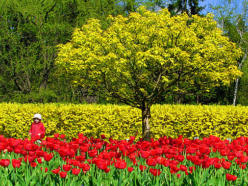 Foto Botanischer Garten - Warschau
