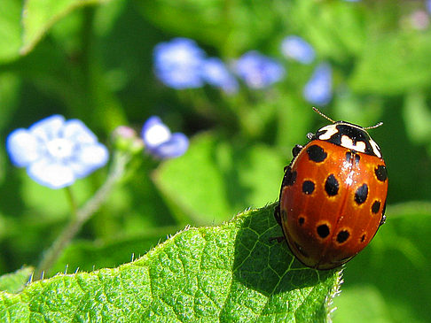 Botanischer Garten Foto 