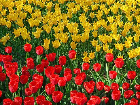Fotos Botanischer Garten